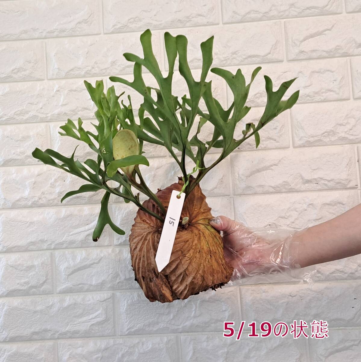 *4/27 import *15+ staghorn fern plant *Platycerium ridleyi ( pra tikeliumlido Ray )Center Borneo Wild/. angle . tooth 