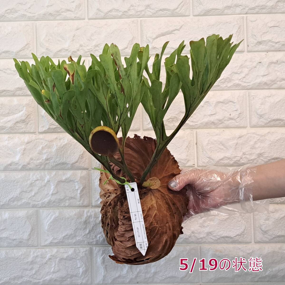 *4/27 import *35L staghorn fern plant *Platycerium ridleyi ( pra tikeliumlido Ray )Center Borneo Wild/. angle . tooth 