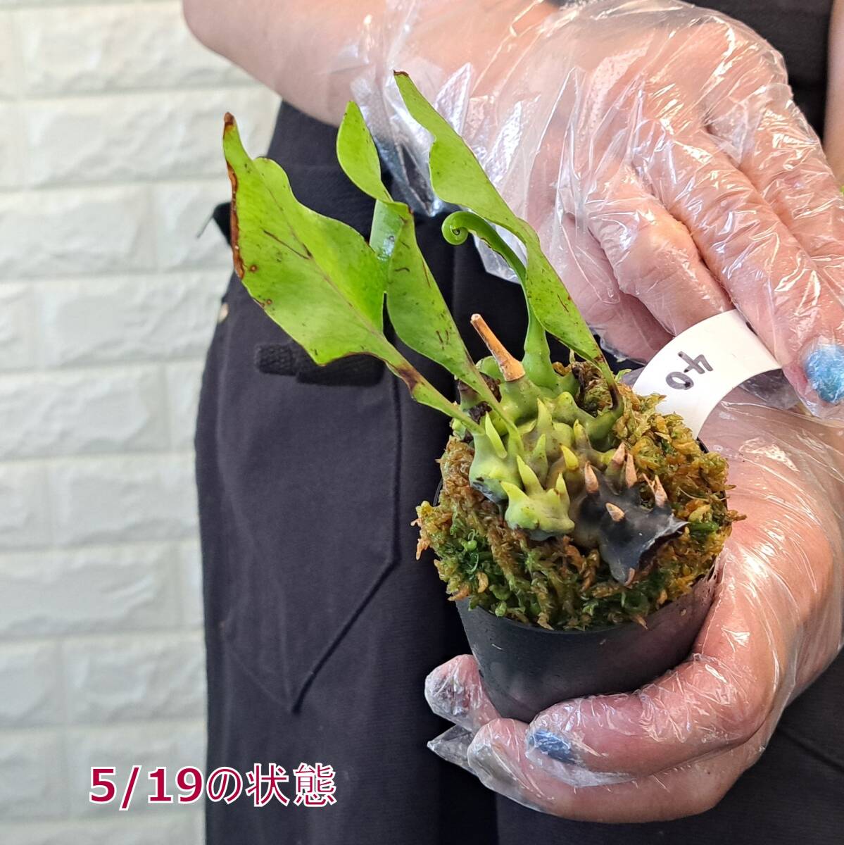 ☆新芽展開中☆40 レカノプテリス 植物☆Lecanopteris balgooyi(レカノプテリス・バルゴイ)North Sulawesi/アリ植物　_画像6