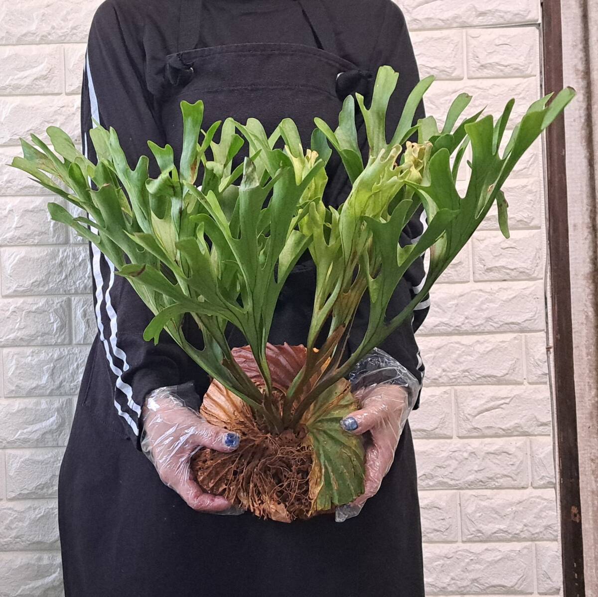 *4/27 import *30L staghorn fern plant *Platycerium ridleyi ( pra tikeliumlido Ray )Center Borneo Wild/. angle . tooth 
