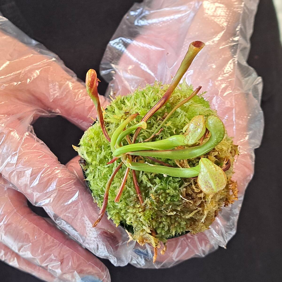 ☆1円スタート☆46 ダーリングトニア 植物☆Darlingtonia californica(ダーリングトニア・カリフォルニカ)/観葉植物/食虫植_画像7