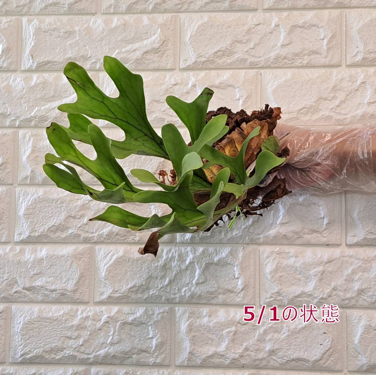 *4/5 import *104L staghorn fern plant *Platycerium ridleyi ( pra tikeliumlido Ray )Center Borneo Wild/. angle . tooth 