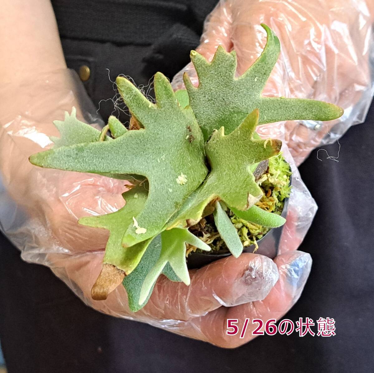 ☆1円スタート☆101 ビカクシダ 植物☆Platycerium willinckii 'Jade Girl'(プラティケリウム ウィリンキー)sporeling/麋角羊歯_画像7