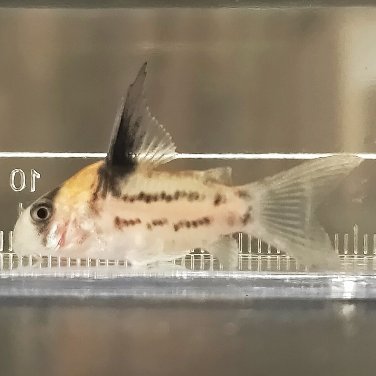 コルレア 3匹 3.5〜4cm前後 死着補償あり 熱帯魚 コリドラス の画像3