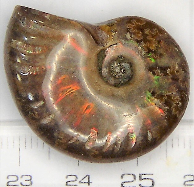 赤く輝くアンモナイト化石クレオニセラス（e)の画像2