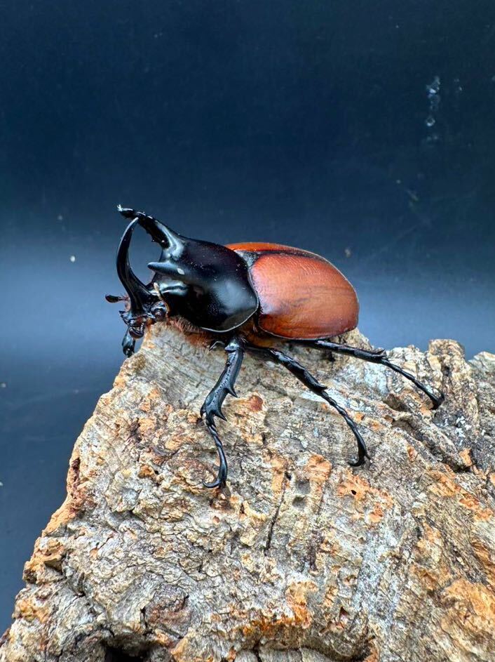 【♂♀別血統】サンボンヅノカブト 成虫ペア（ブリード間近）_画像1