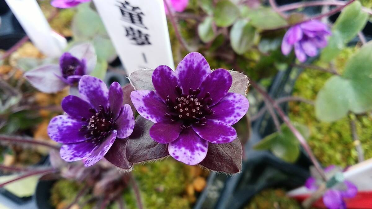 雪割草 No.５３  紫すだれ良花混合の種子の画像3