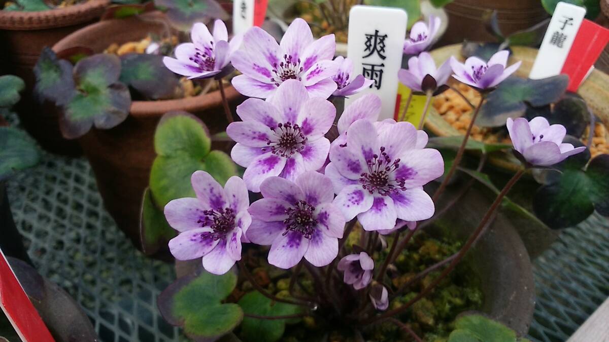 雪割草 No.５３  紫すだれ良花混合の種子の画像6