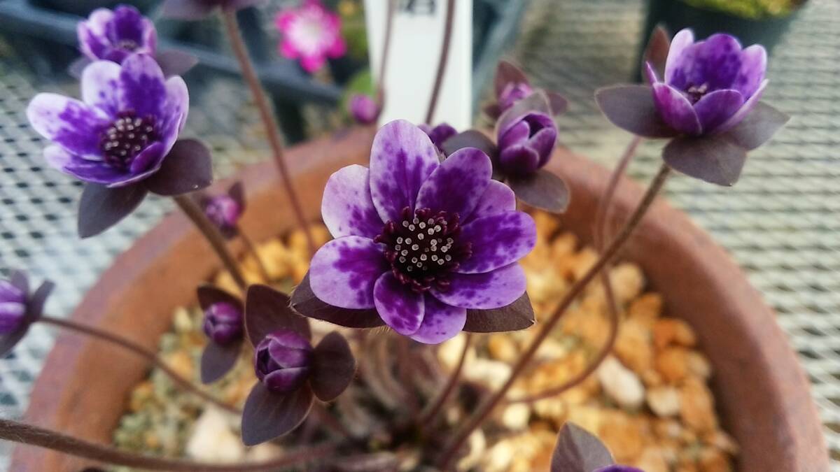 雪割草 No.５３  紫すだれ良花混合の種子の画像10