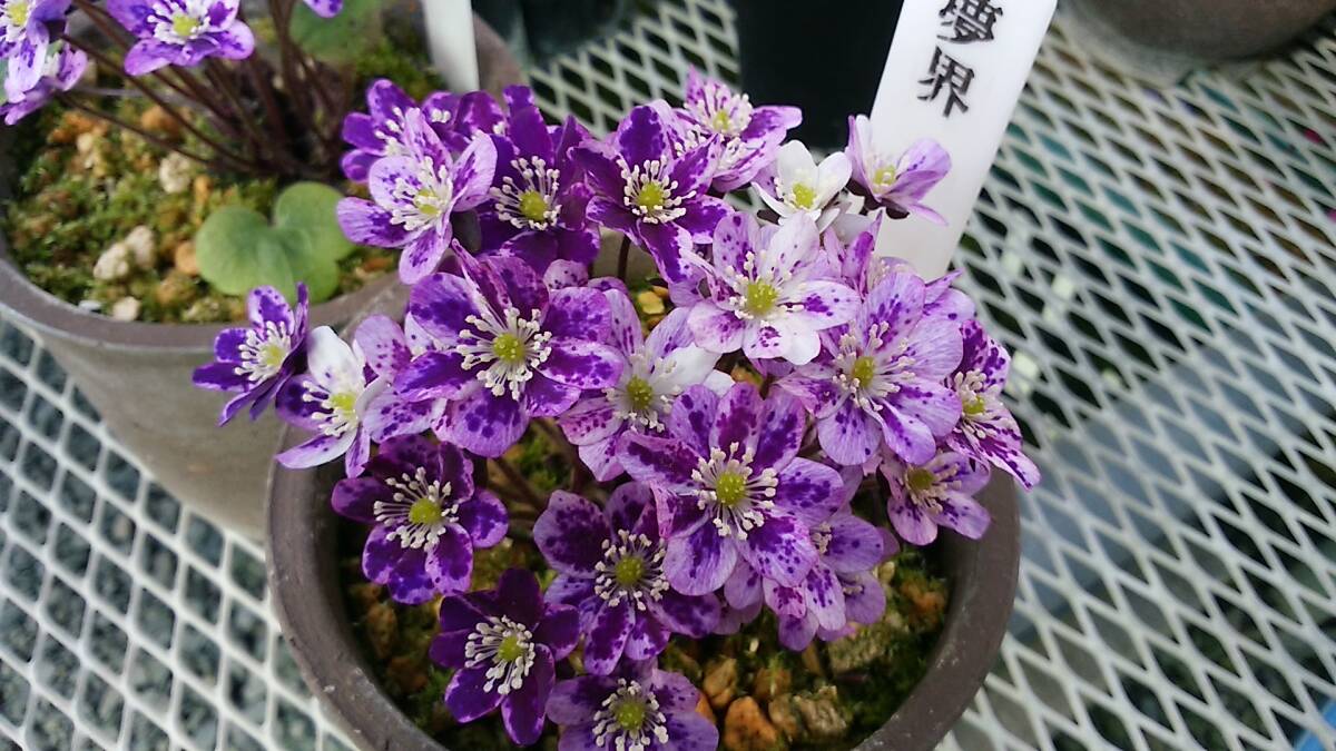 雪割草　No.１５２　紫すだれ良花混合の種子_画像3