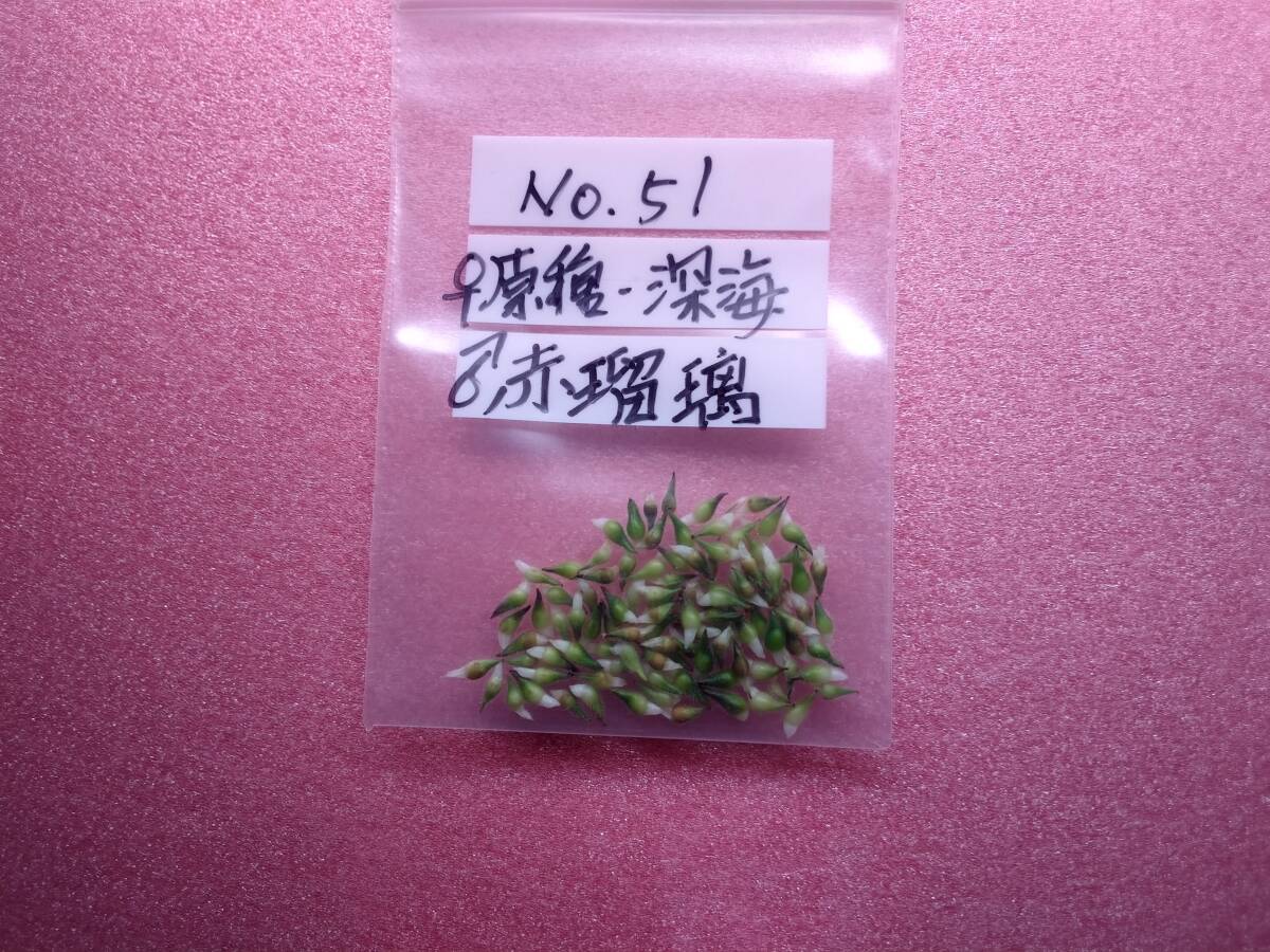 雪割草 No.５１ ♀原種 深海×♂赤瑠璃 の種子の画像3