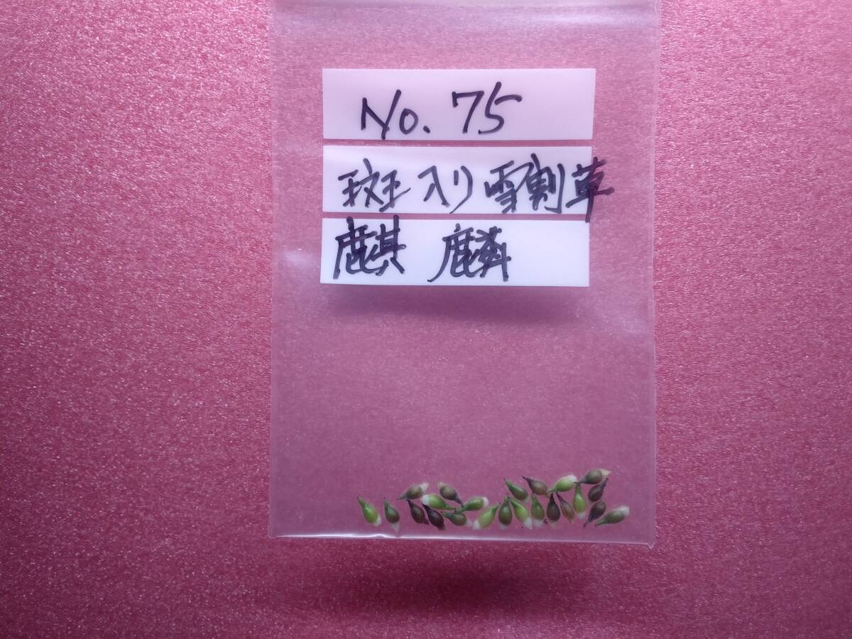 斑入り雪割草 No.７５ 佐渡原種 大葉 麒麟の種子の画像4