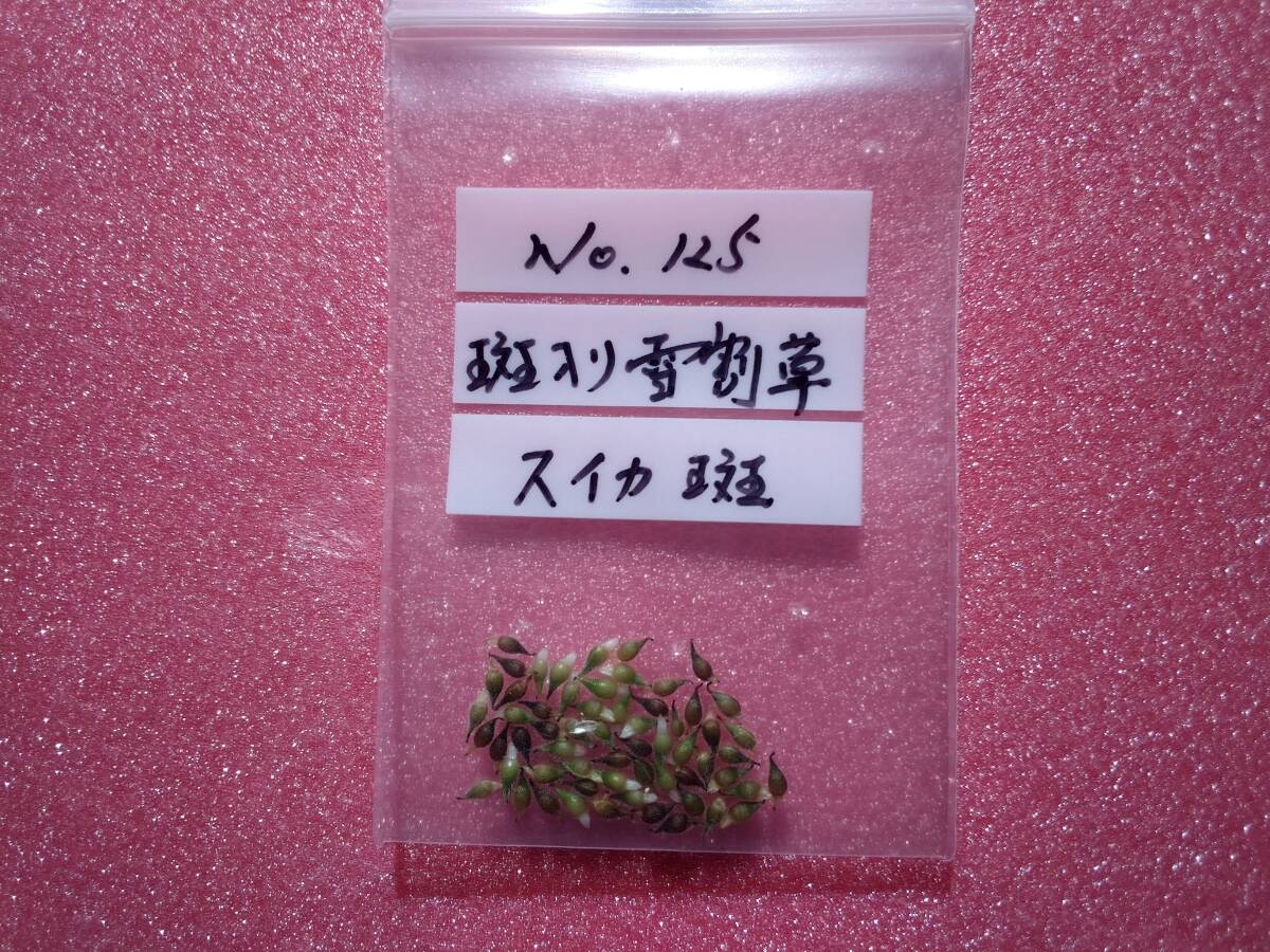 斑入り雪割草　No.１２５　　スイカ斑の種子_出品商品です