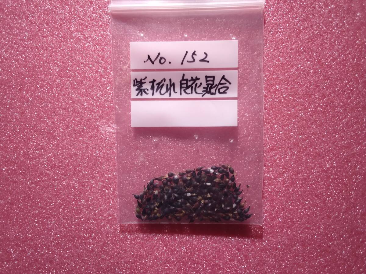 雪割草　No.１５２　紫すだれ良花混合の種子_出品商品です