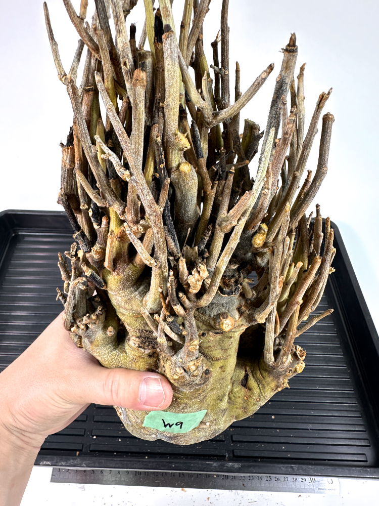 5/10 import ateniapechue Lee W9 width approximately 17cm height approximately 36cm /pakipsgla drill se il . tree komifola. root plant 