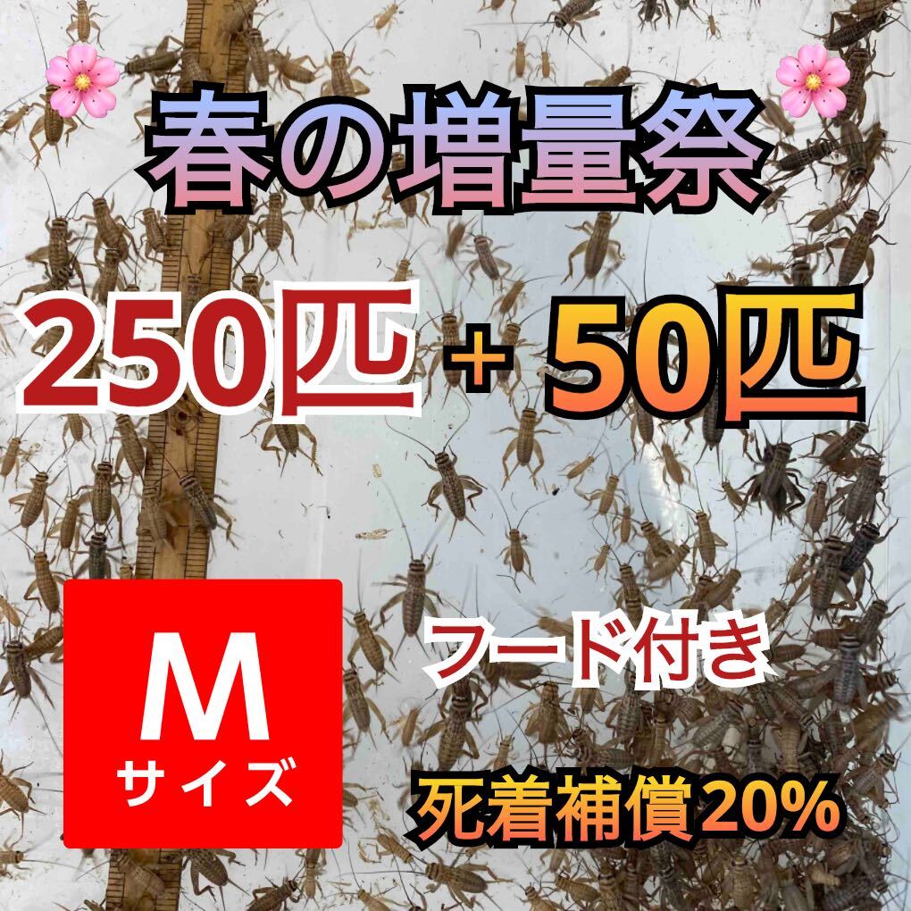 250匹＋死着補償20%春の増量祭＋50増量オマケで餌付きヨーロッパイエコオロギMサイズ　送料無料_画像1