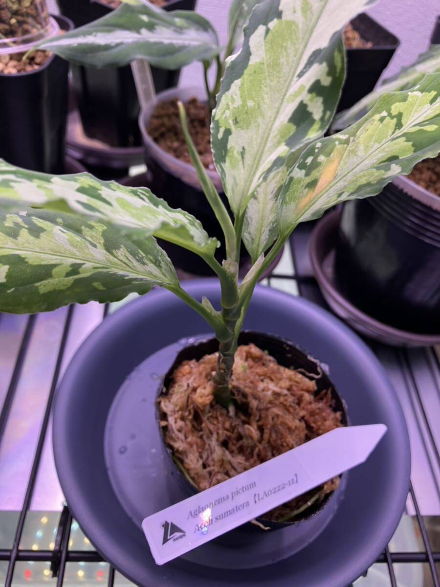 LA便 Aglaonema pictum Ache Sumatera 【LA0222-1z】 アグラオネマ ピクタム 熱帯植物の画像6