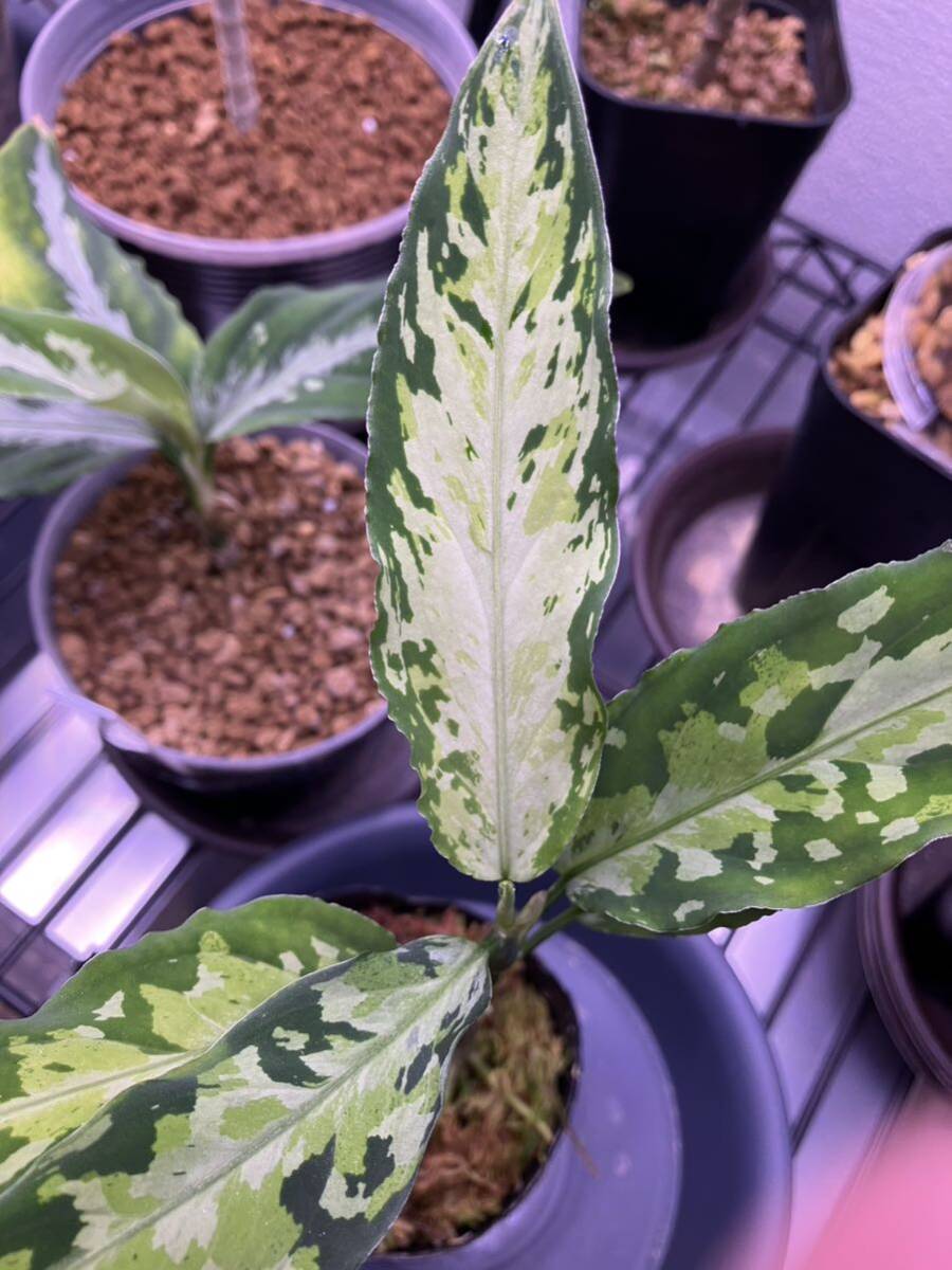 LA便　Aglaonema pictum Ache Sumatera 【LA0222-1z】 アグラオネマ　ピクタム　熱帯植物_画像7