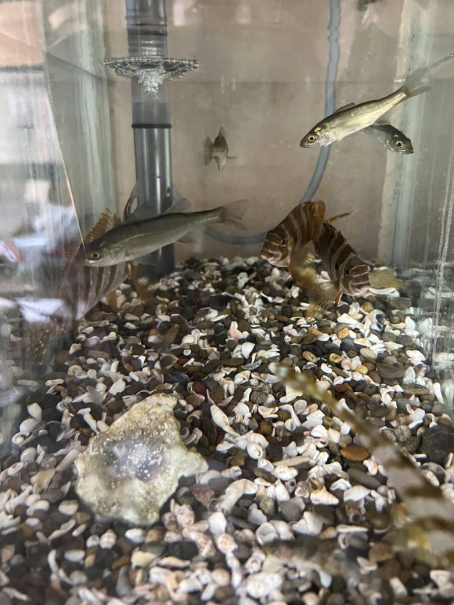 観賞魚・海水魚★スズキ幼魚±4〜7cm 2匹セット 他同梱可能、80サイズ　死着保証あり。　_画像2