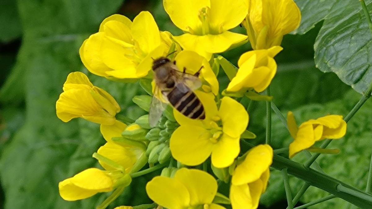 日本蜜蜂　百華蜜・蜂蜜・送料無料　1200ｇ 　１7_菜の花と蜜蜂