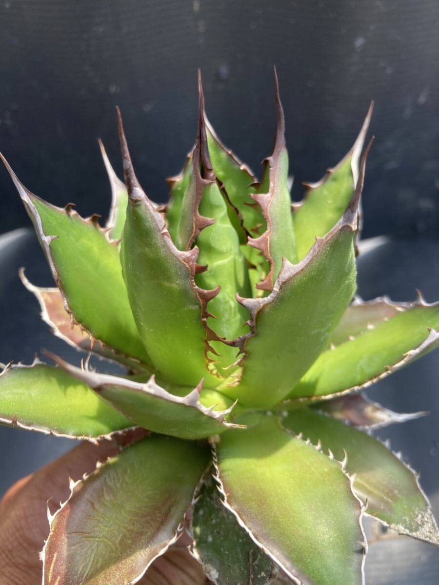 アガベ ホリダ 特選 Agave 強棘 _画像1