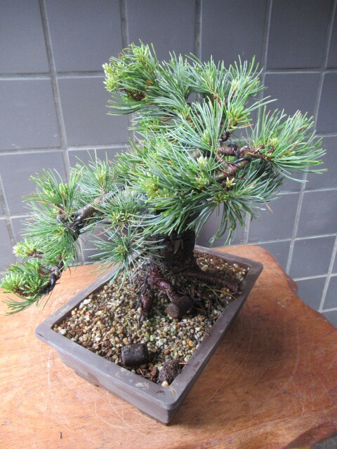 Shikoku . island . leaf pine bonsai ( height of tree 29cm) middle goods bonsai peace pot 