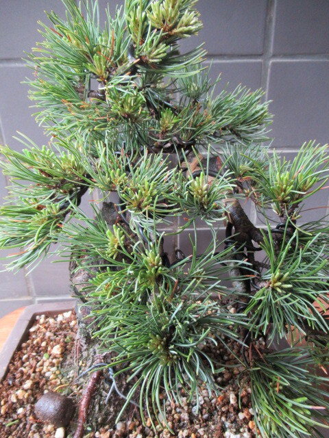  Shikoku . island . leaf pine bonsai ( height of tree 29cm) middle goods bonsai peace pot 
