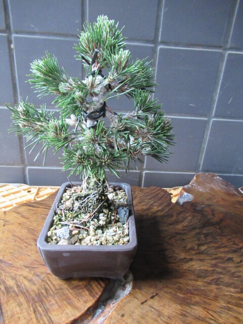 .. Japanese black pin bonsai ( height of tree 31cm)yatsufsa black matsu[senjuma shohin bonsai peace pot 