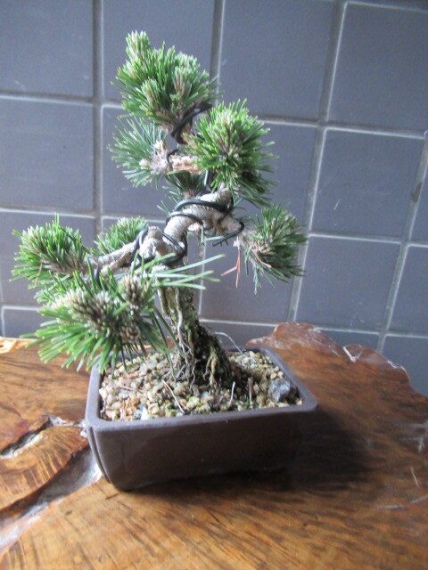 .. Japanese black pin bonsai ( height of tree 31cm)yatsufsa black matsu[senjuma shohin bonsai peace pot 
