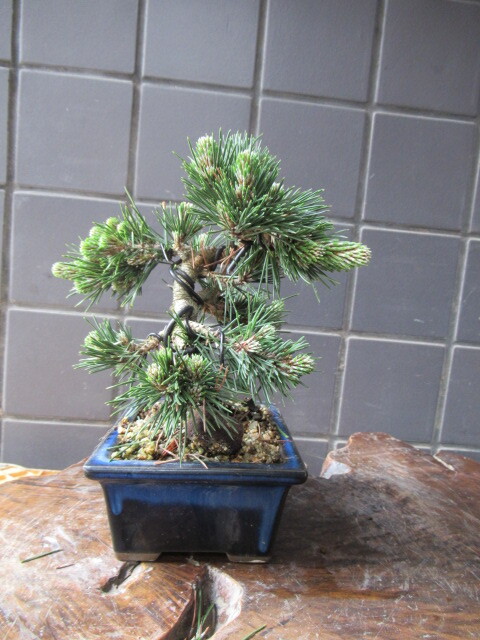 .. Japanese black pin [ thousand . circle ]|yatsufsa black matsu[senju maru ] height of tree 17. shohin bonsai 