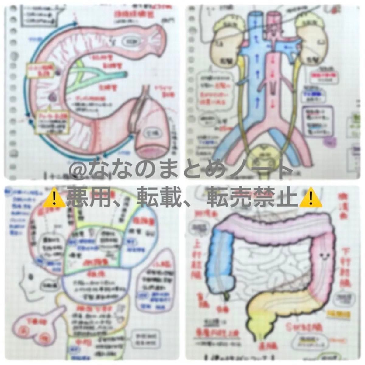 【レビューブックに！】解剖生理学まとめノート 看護学生