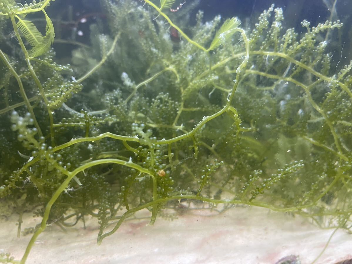 ウミブドウ　30g 海藻　マリンプランツ_画像1