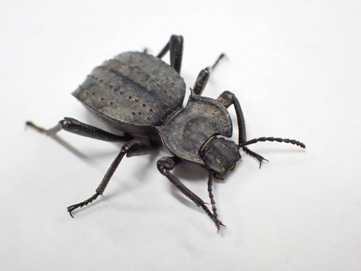  египетский armor - Beetle Akis reflexa 5 шт 