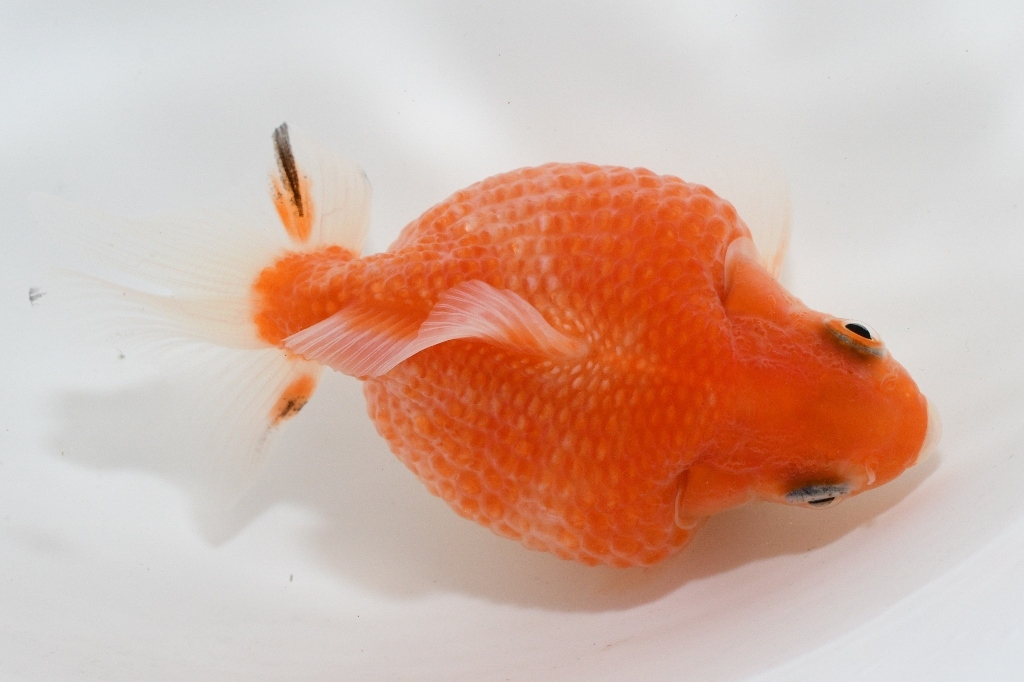 【猫飯】ピンポンパール１匹・約８センチ　１匹　　④　　金魚　川魚　　現物_画像2