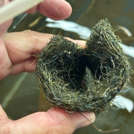 良く産んでくれます！フロータイプ　産卵床・３０個　　メダカ　川魚　金魚等　産卵　_画像7