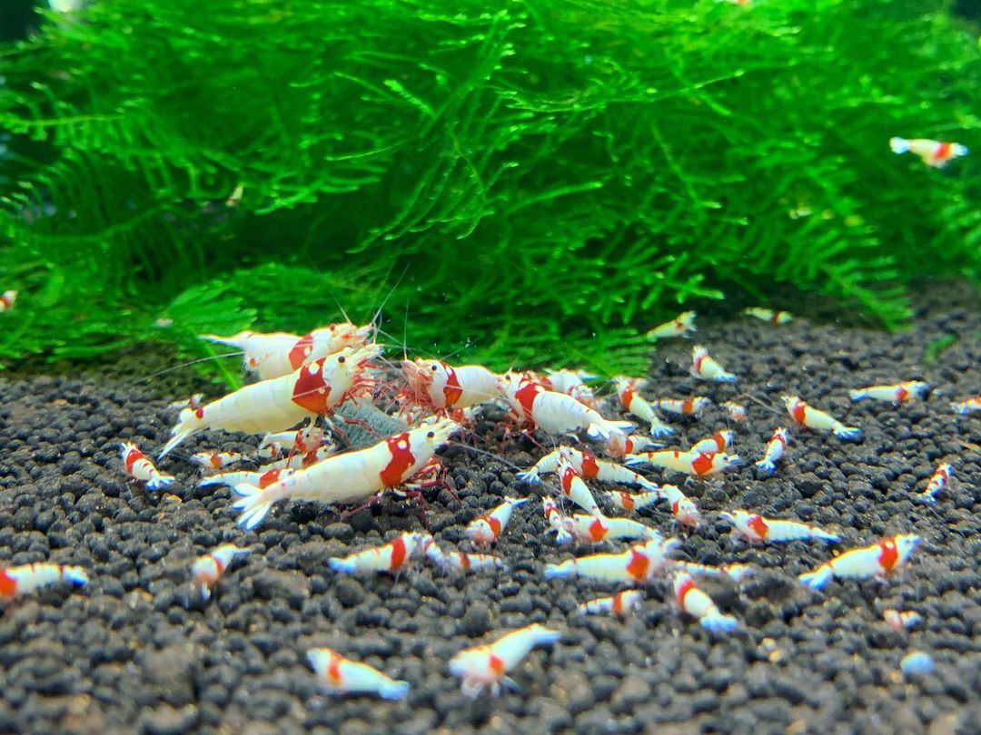  Red Bee Shrimp 30 pcs 