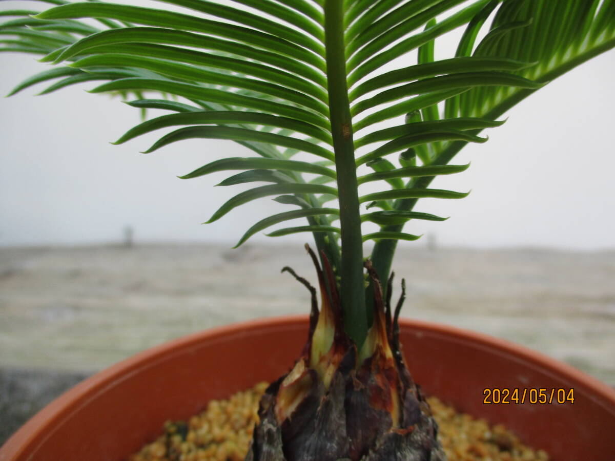 アオエソテツ5. 4号鉢 （青首そてつ）奄美大島産  （盆栽、観葉植物）の画像3