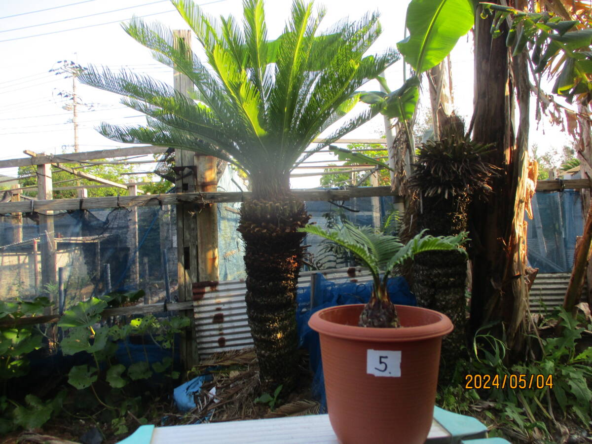 アオエソテツ5. 4号鉢 （青首そてつ）奄美大島産  （盆栽、観葉植物）の画像5