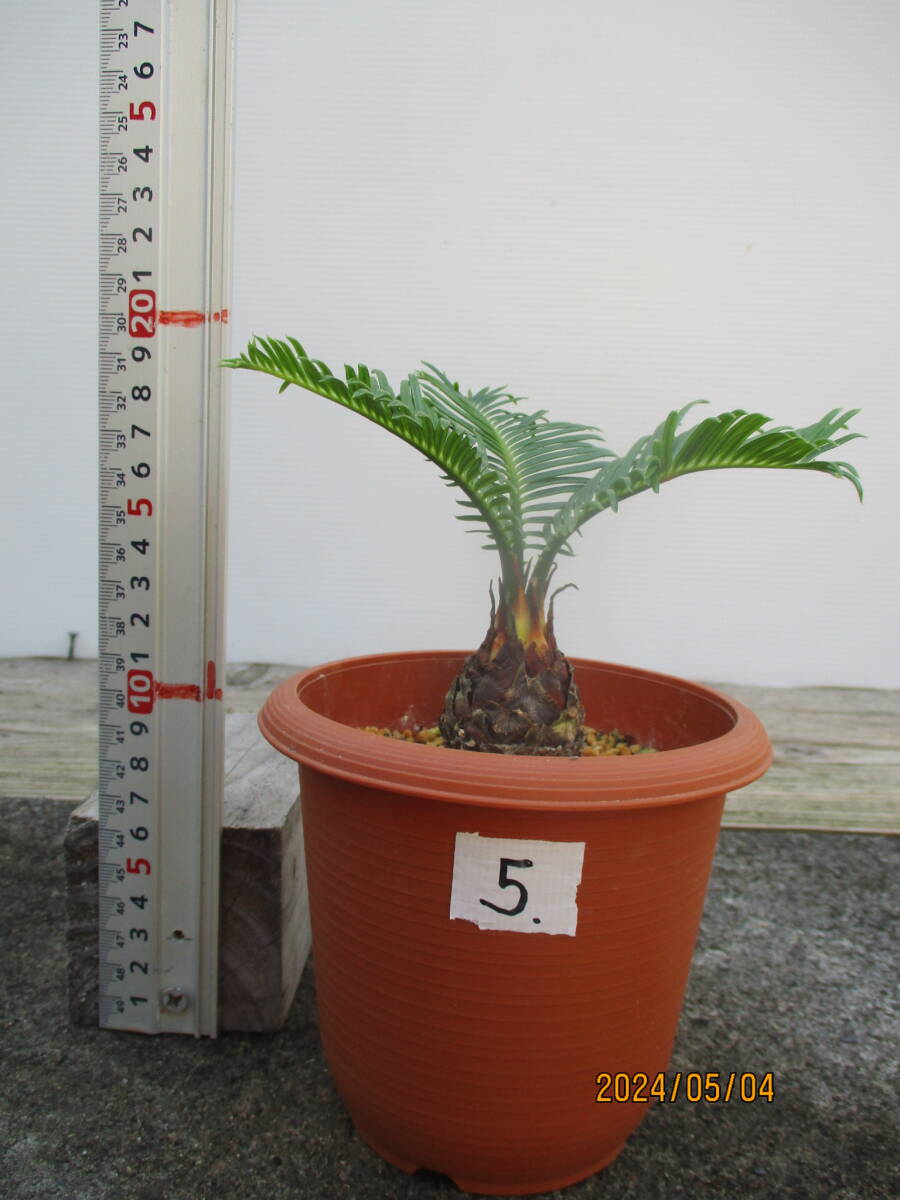 アオエソテツ5. 4号鉢 （青首そてつ）奄美大島産  （盆栽、観葉植物）の画像1