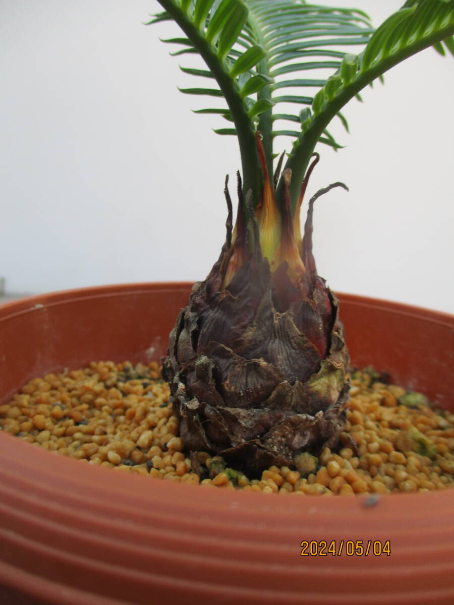 アオエソテツ5. 4号鉢 （青首そてつ）奄美大島産  （盆栽、観葉植物）の画像2