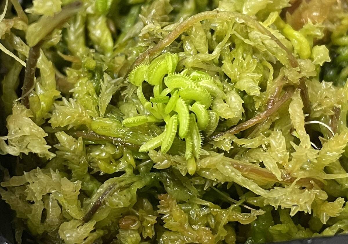 ◆D. muscipula ”kim jong un”  ハエトリソウ Dionaea 食虫植物の画像1