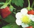 森の苺ウッドランドストロベリー種１５粒★同梱可★の画像1
