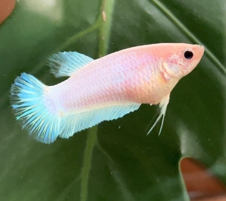  betta . fish female ja Ian to half moon pra cut Aurora beautiful person san 