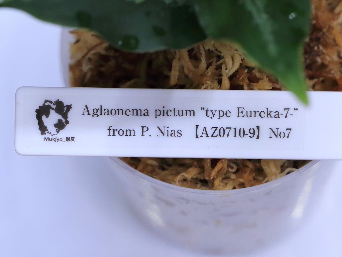 【AZ便ネームド】　Aglaonema pictum “type Eureka-7-” from P. Nias 【AZ0710-9】No7 _画像5