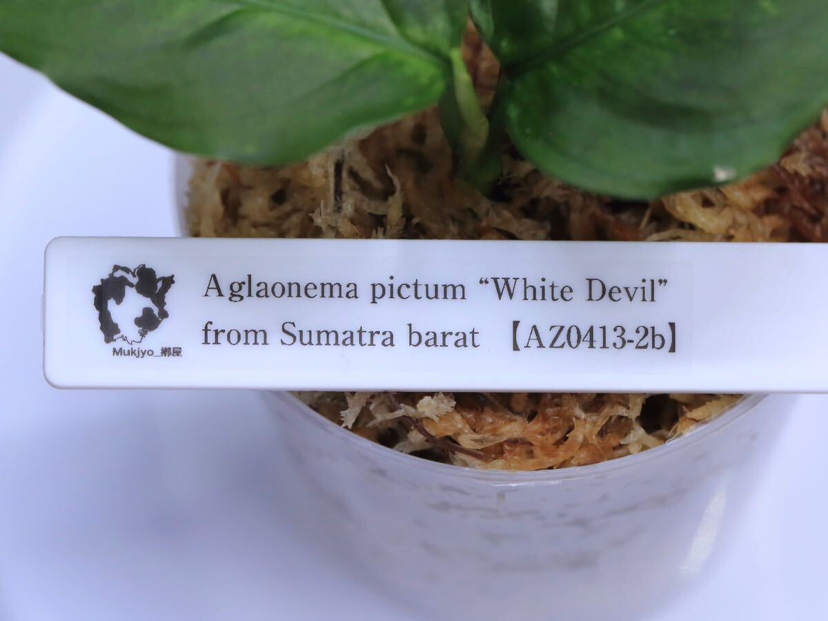 【AZ便ネームド】Aglaonema pictum “White Devil” from Sumatra barat 【AZ0413-2b】 _画像5