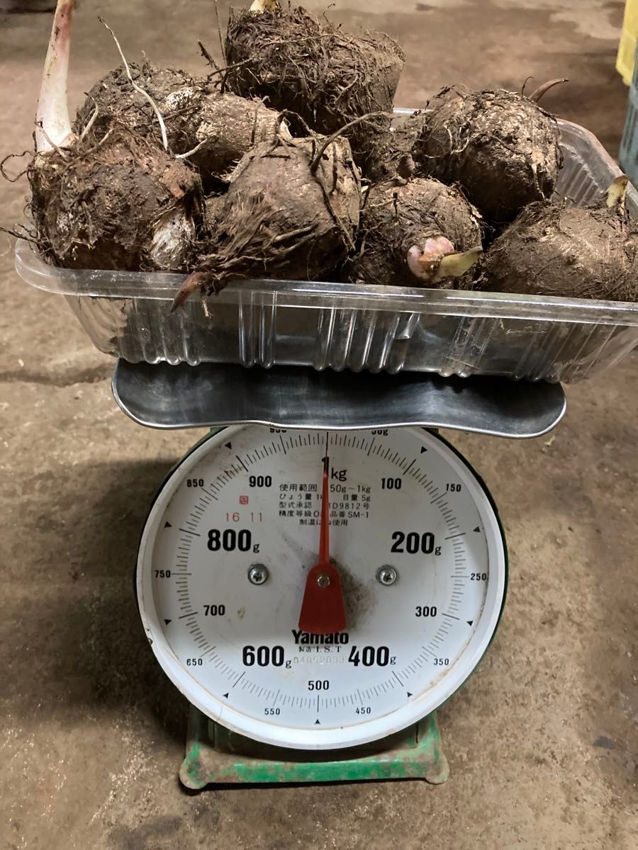 里芋　サトイモ　たわら（俵）芋　種芋　２キロ　2kg　2600円　送料無料　希少品種　