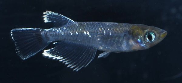 【矢掛本陣目高】 マリリン 成魚 ☆現物出品☆ ２ペア 050711 めだか メダカの画像2