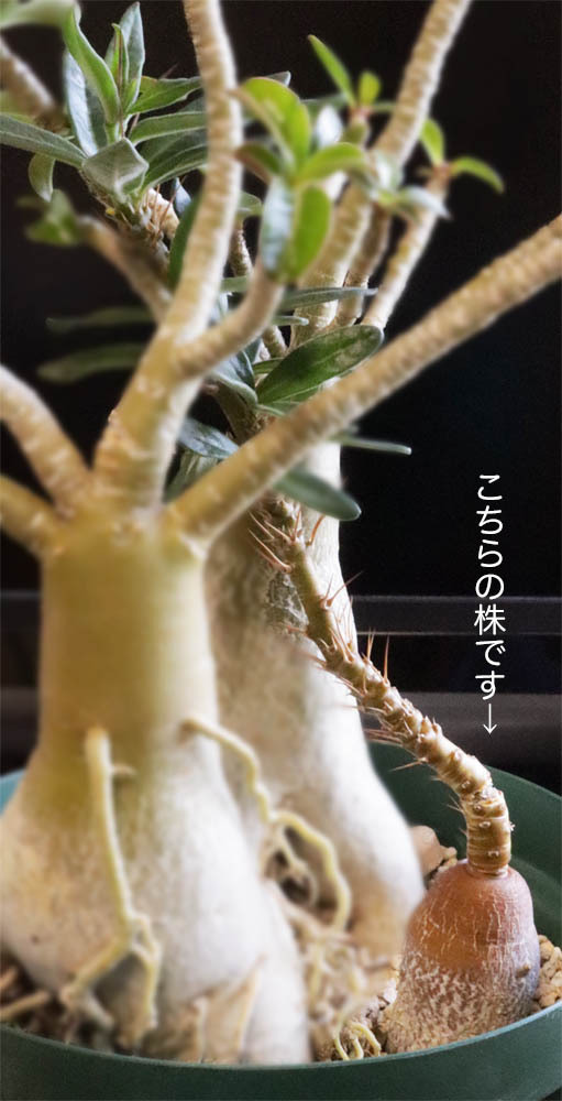 パキポディウム ビスピノーサム 国内実生苗 多肉植物 コーデックス_画像1