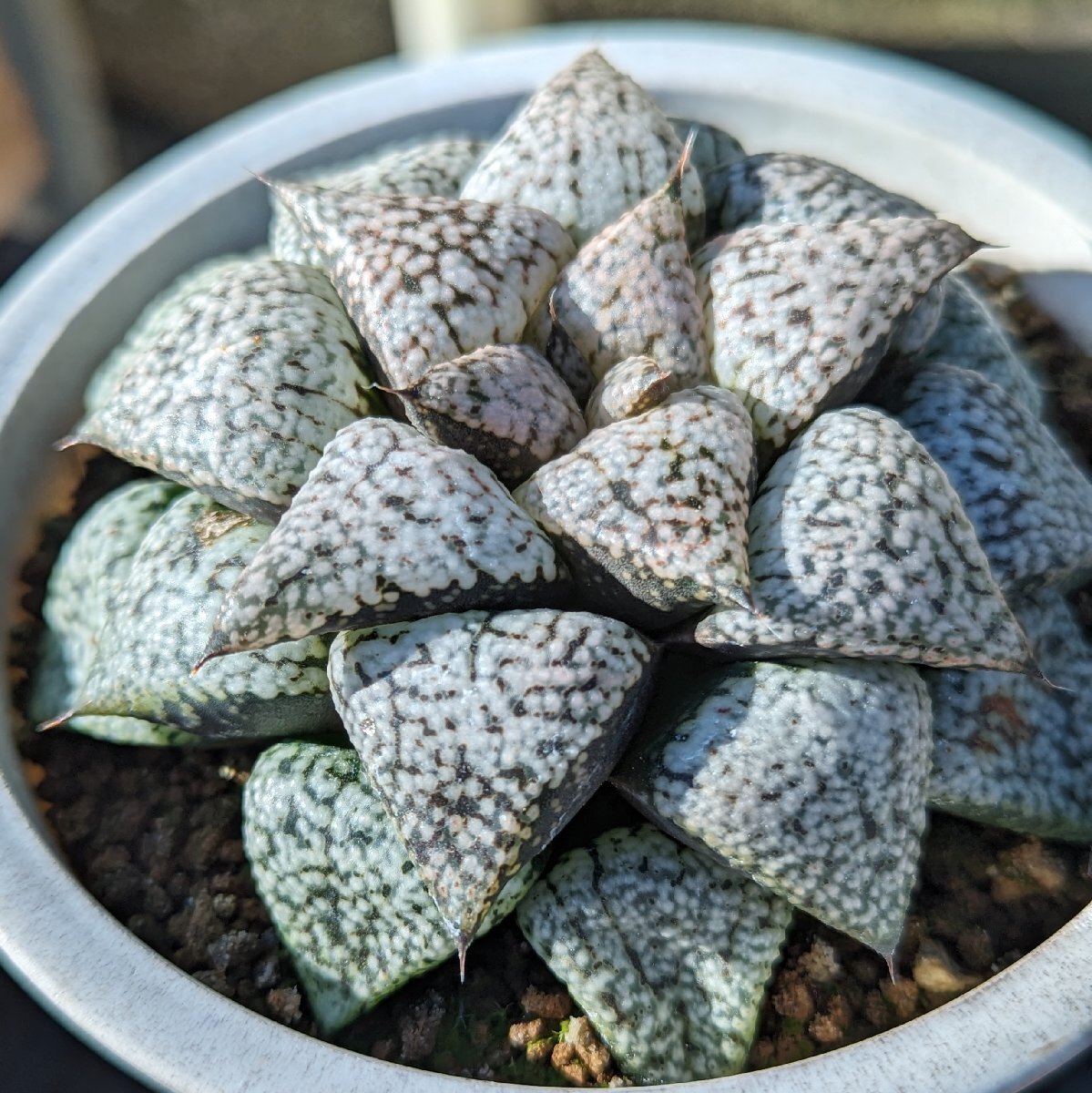 Yahoo!オークション ハオルチア ソフィア(ピクタ) 1 実生 多肉植物