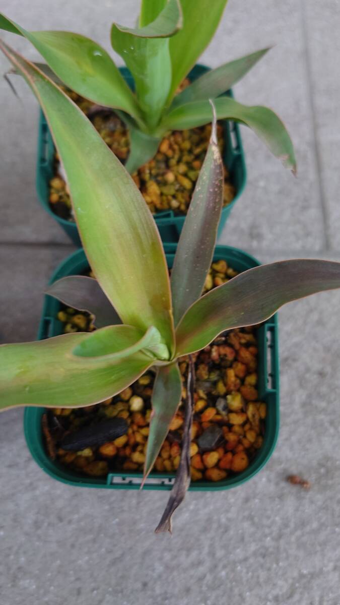  yucca Glo rio sa×2 stock, Lost la-ta, America -na. entering 